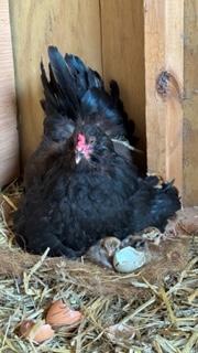 broody hen